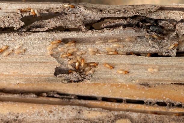 Wasp Removal Services in De Soto, MO